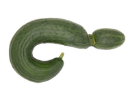 Gurke