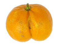 Satsuma Mandarine
