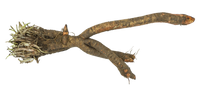Schwarzwurzel