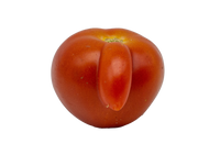 Tomaten